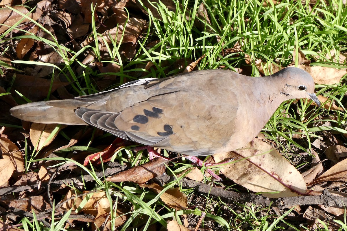 Eared Dove - ML654140479