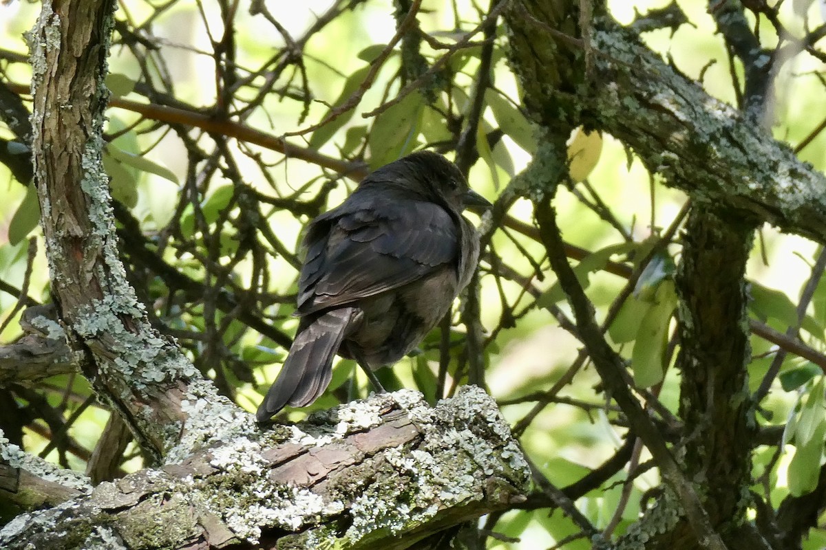 Shiny Cowbird - ML654140689