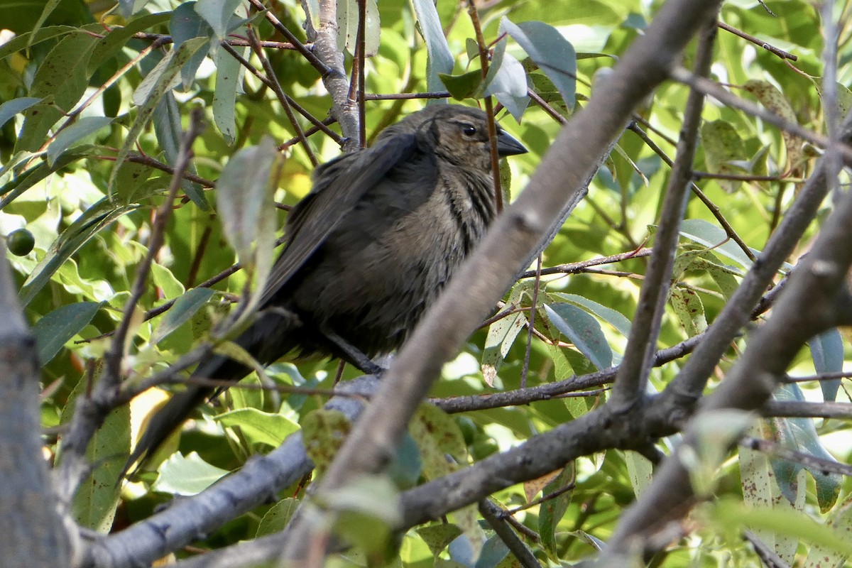Shiny Cowbird - ML654140690