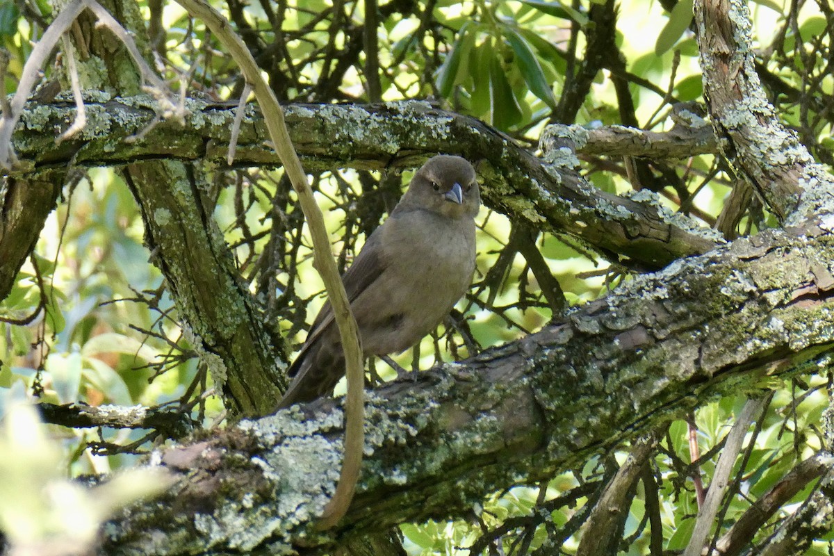 Shiny Cowbird - ML654140691