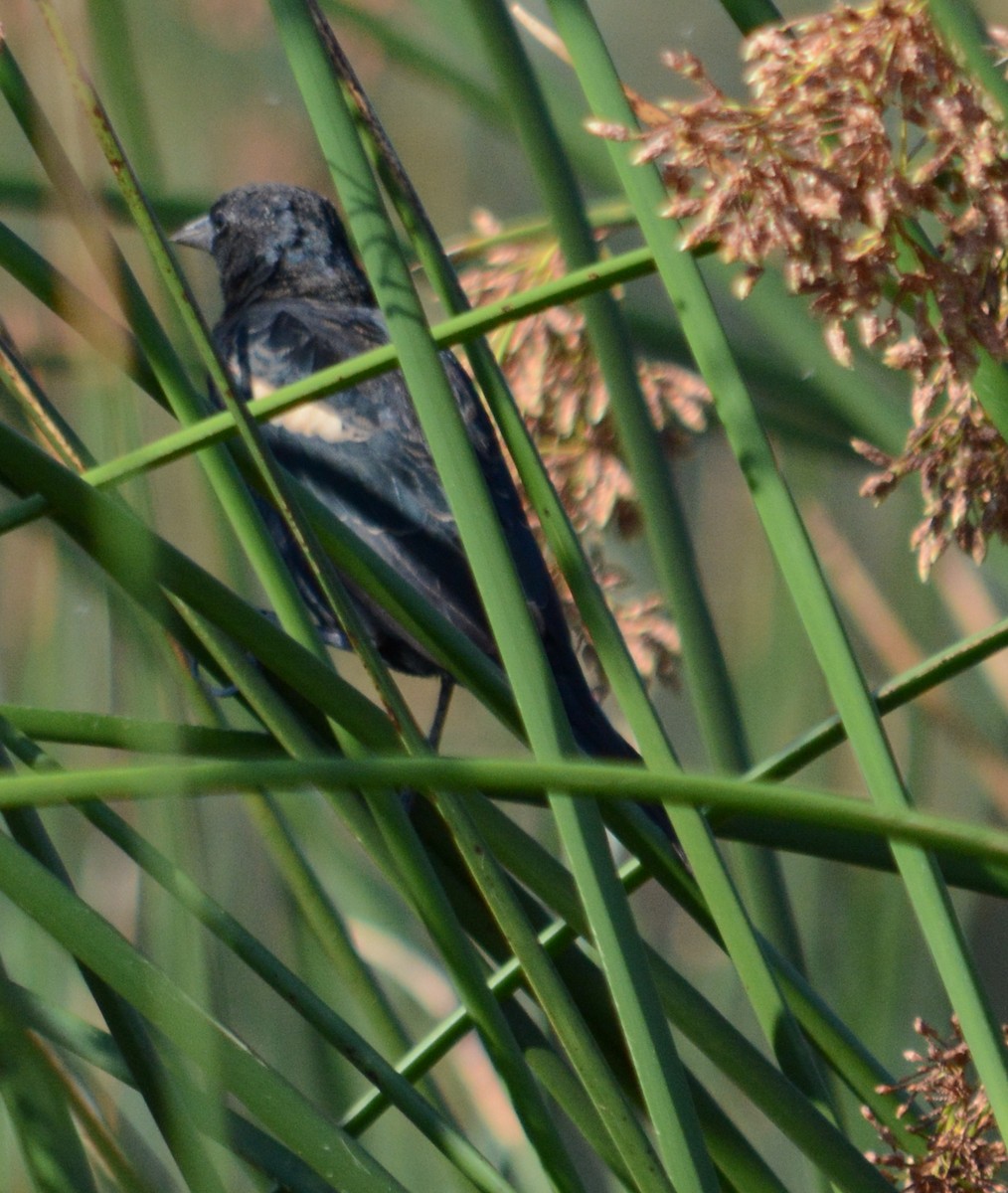 Tricolored Blackbird - ML65414631