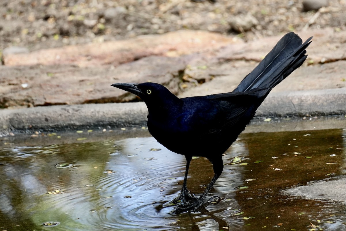 Great-tailed Grackle - ML654148550
