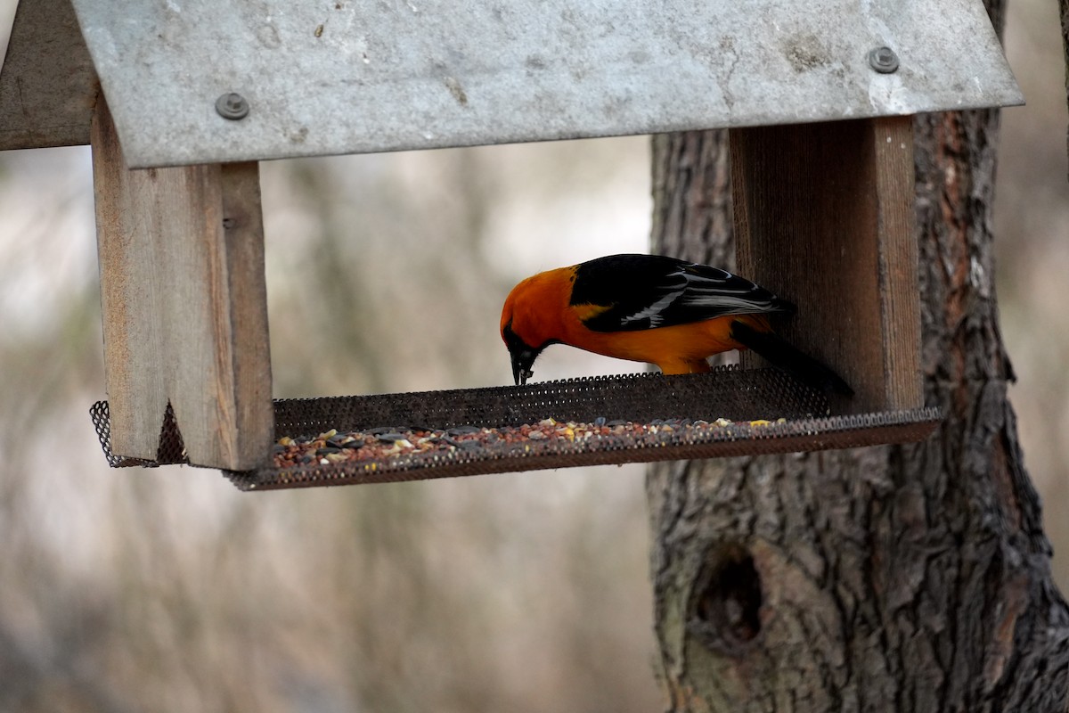 Altamira Oriole - ML654148647