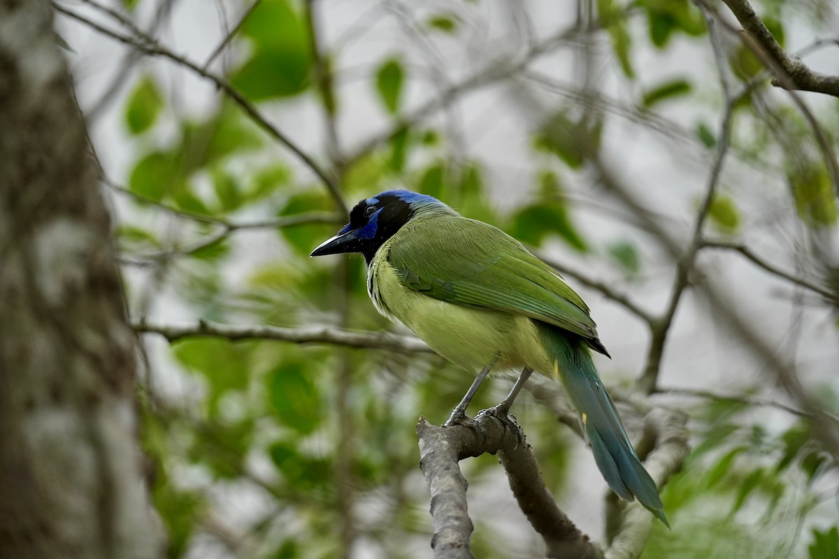 Green Jay - ML654148693