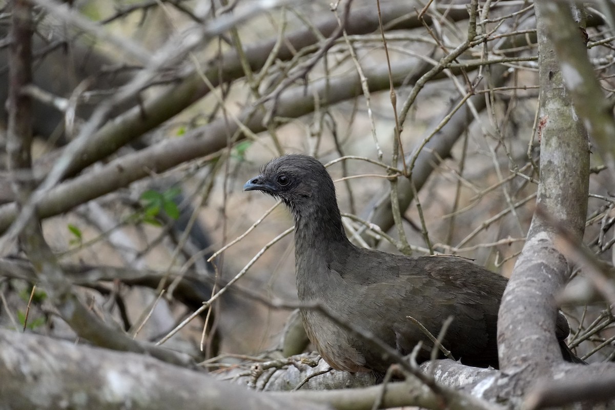 Plain Chachalaca - ML654148799