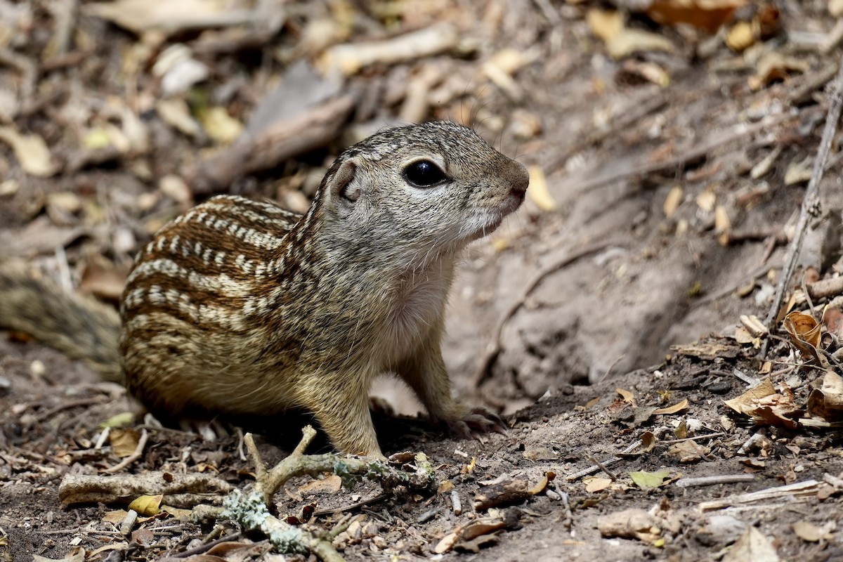 Mexican Ground Squirrel - ML654148834
