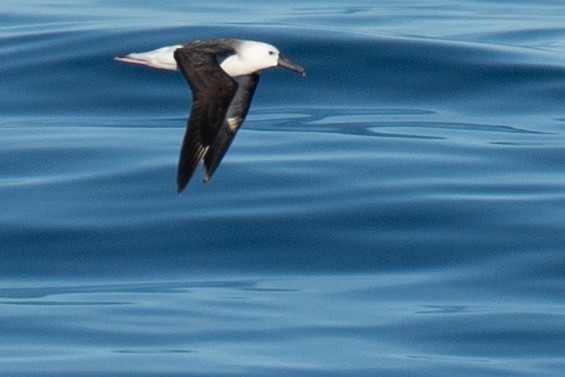 Atlantic Yellow-nosed Albatross - ML654149826
