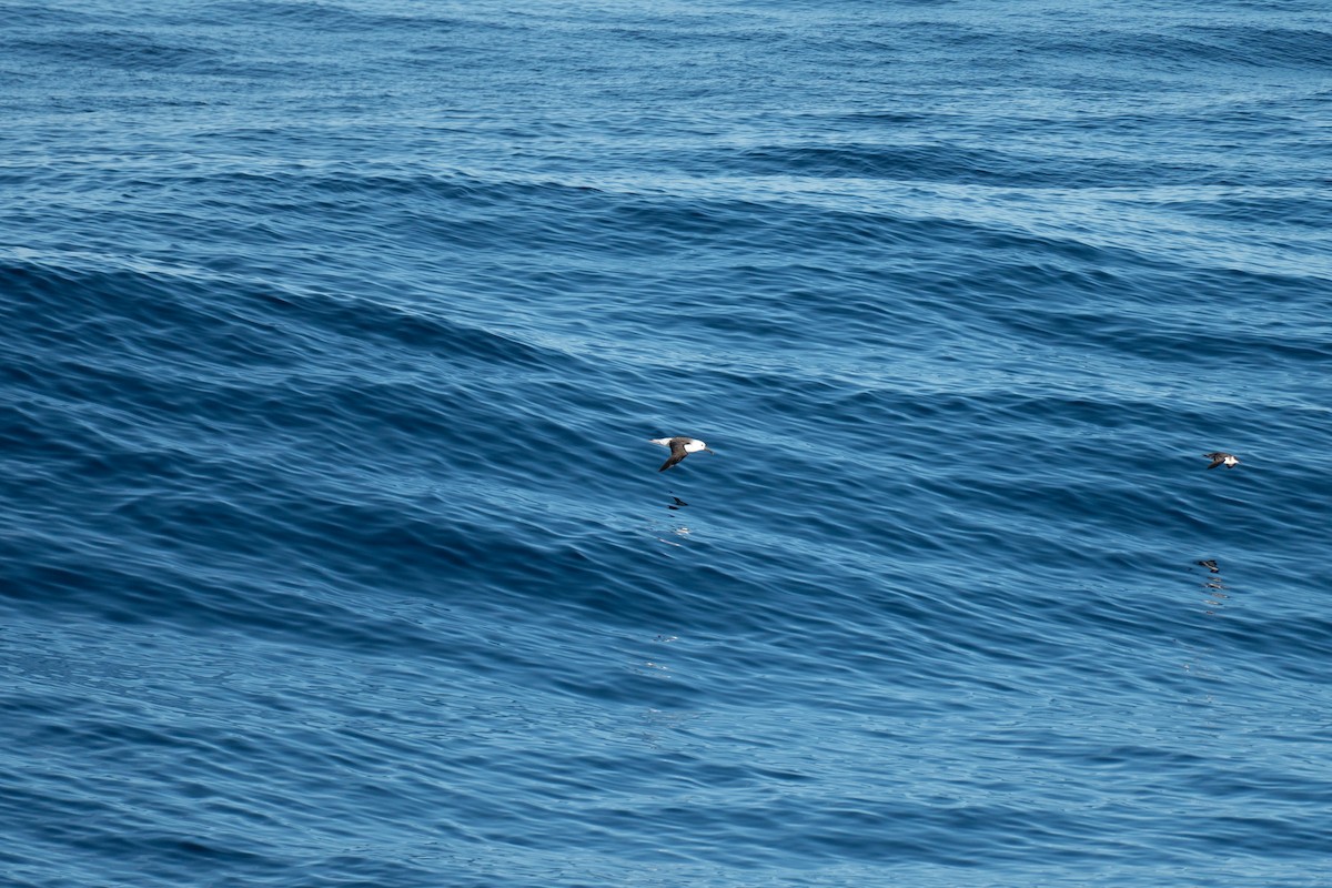 Atlantic Yellow-nosed Albatross - ML654149836