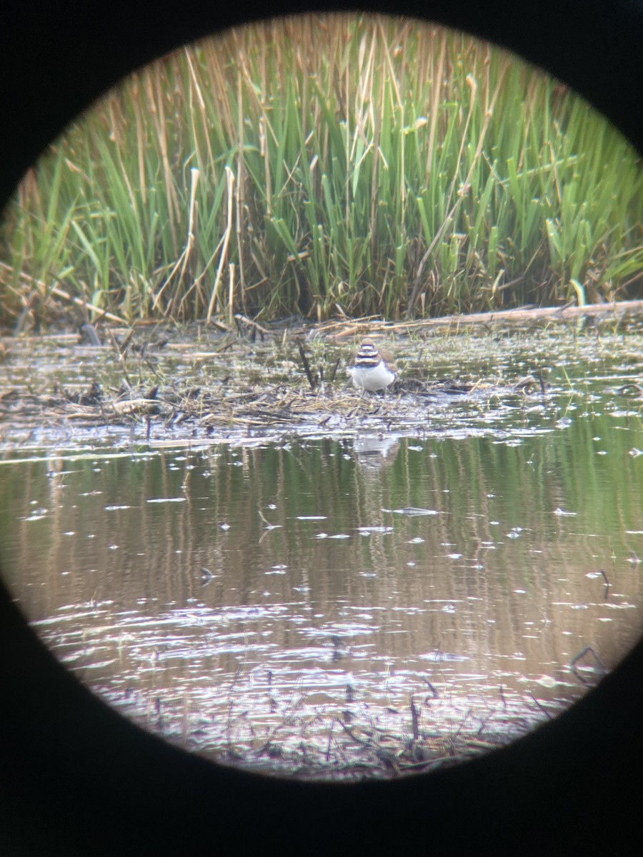 Killdeer - ML654150946