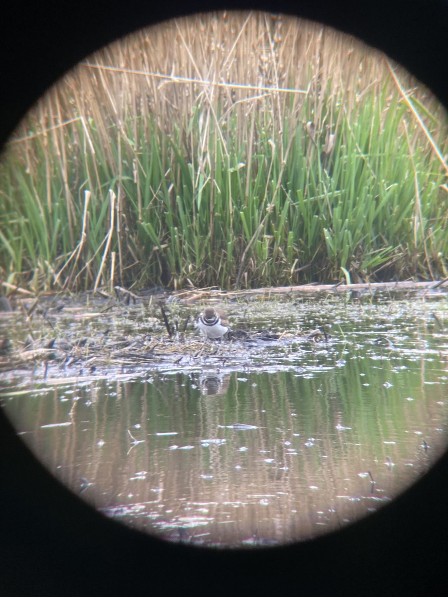 Killdeer - ML654150947