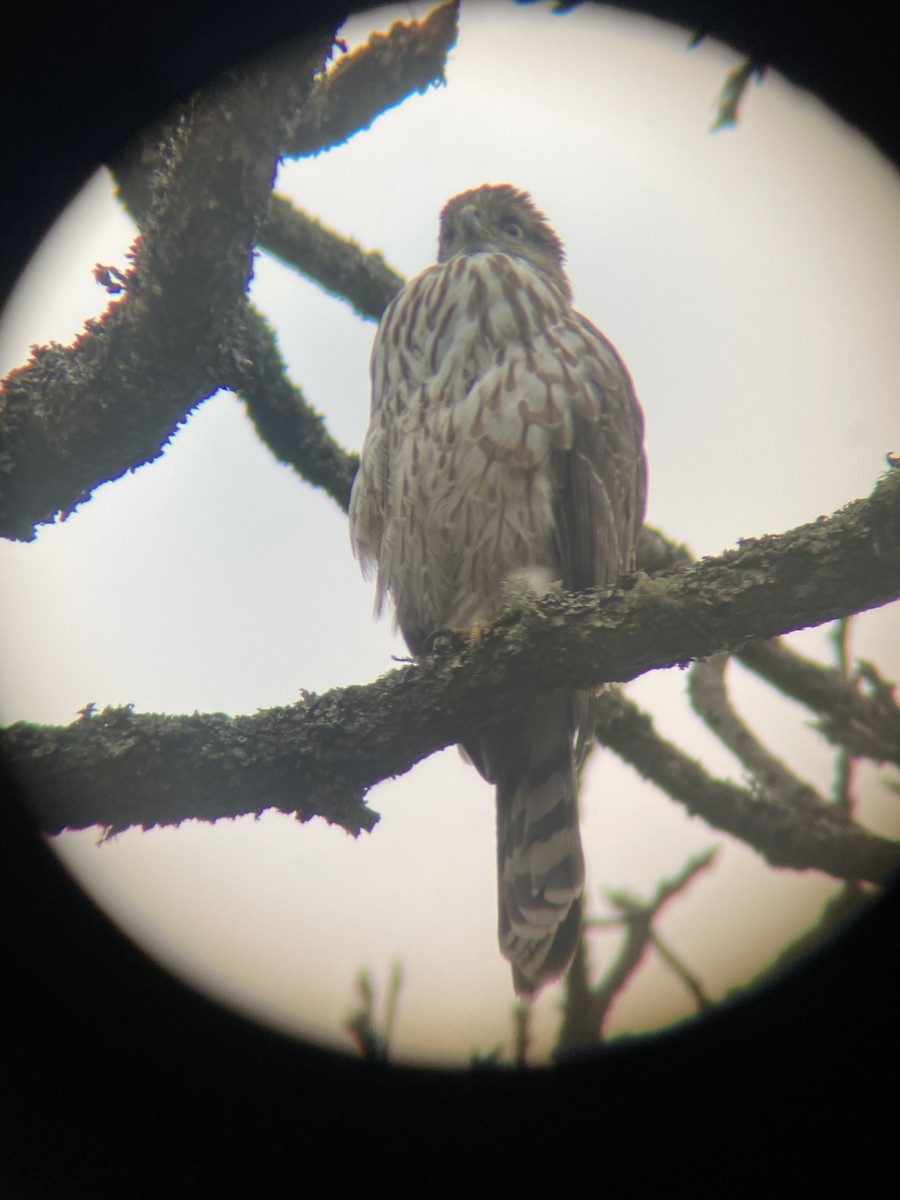 Cooper's Hawk - ML654150978