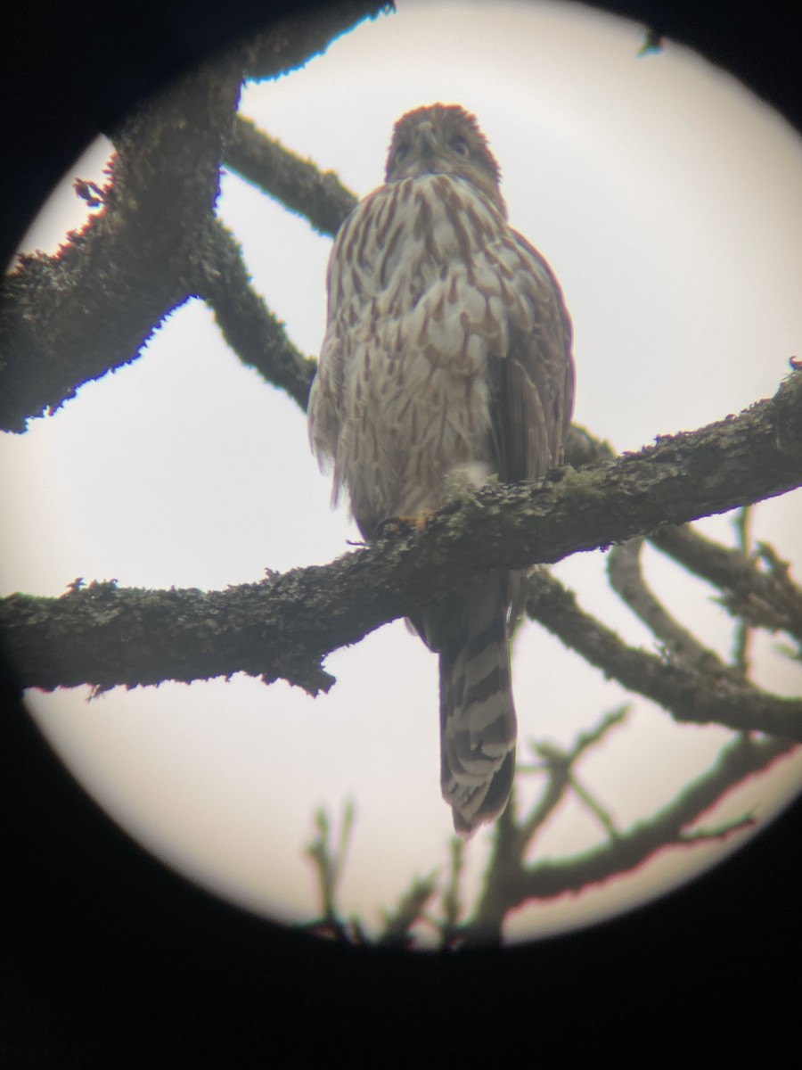Cooper's Hawk - ML654150979
