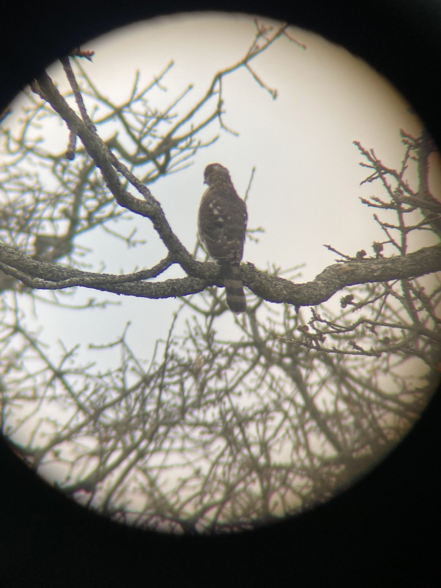 Cooper's Hawk - ML654150980