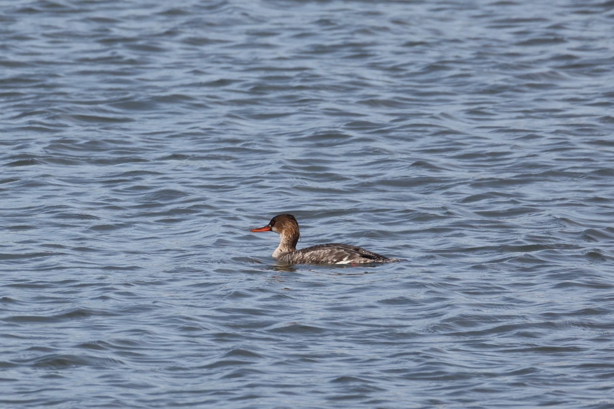 Red-breasted Merganser - ML654151174