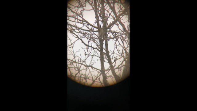 Chipping Sparrow - ML654151209