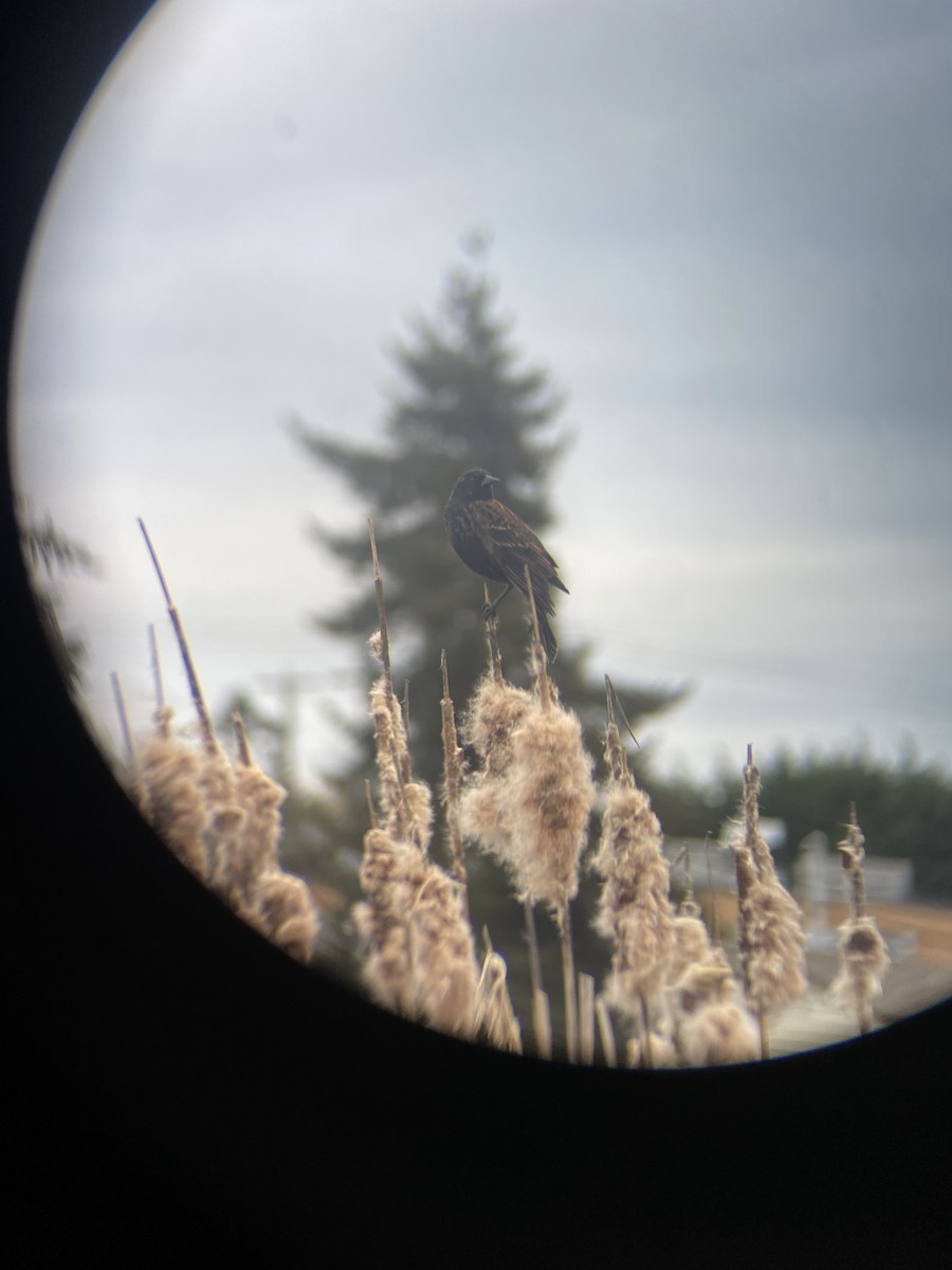 Red-winged Blackbird - ML654151215
