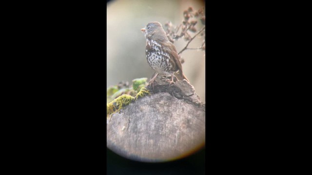 Fox Sparrow (Sooty) - ML654151277