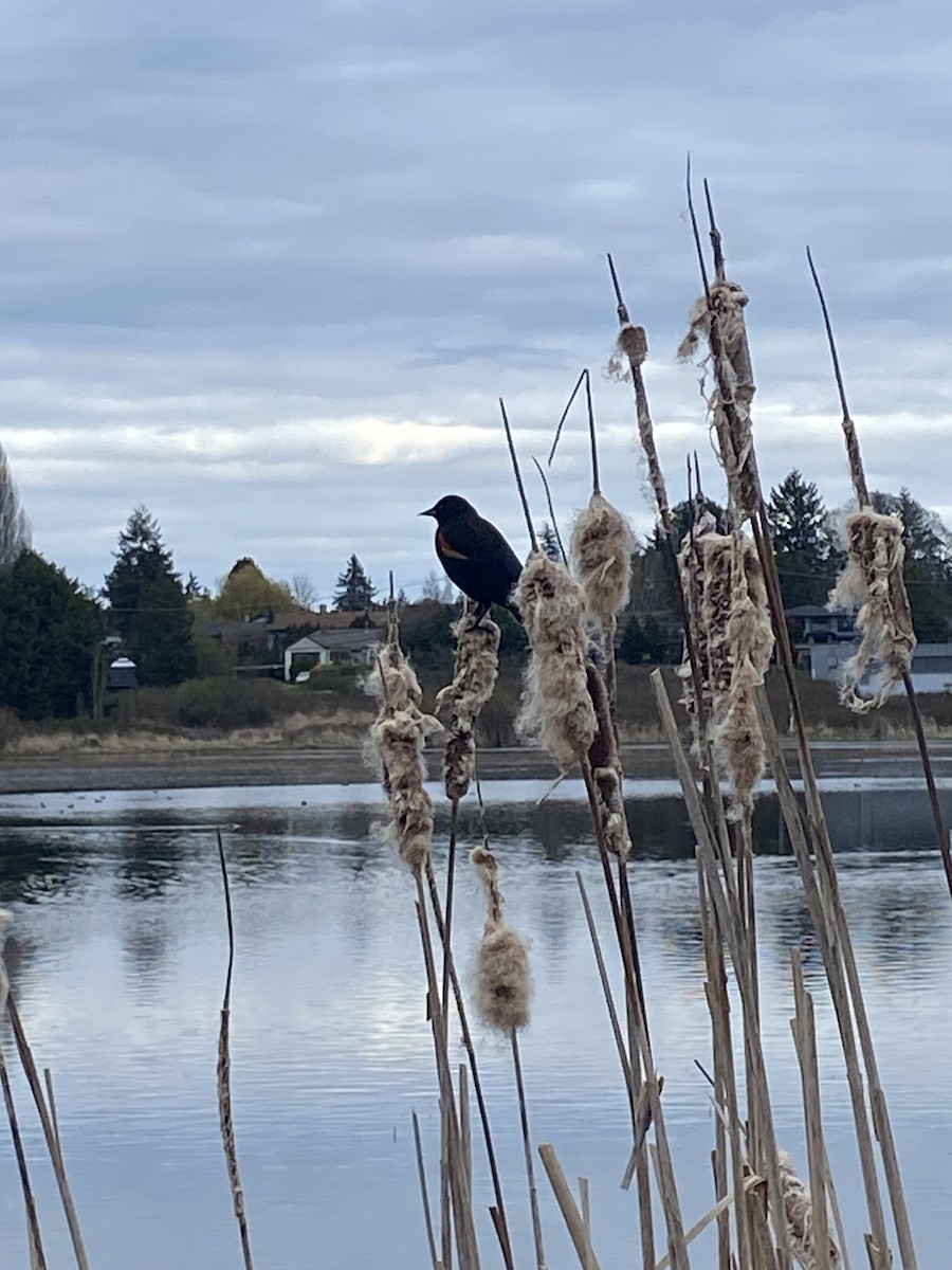 Red-winged Blackbird - ML654151340