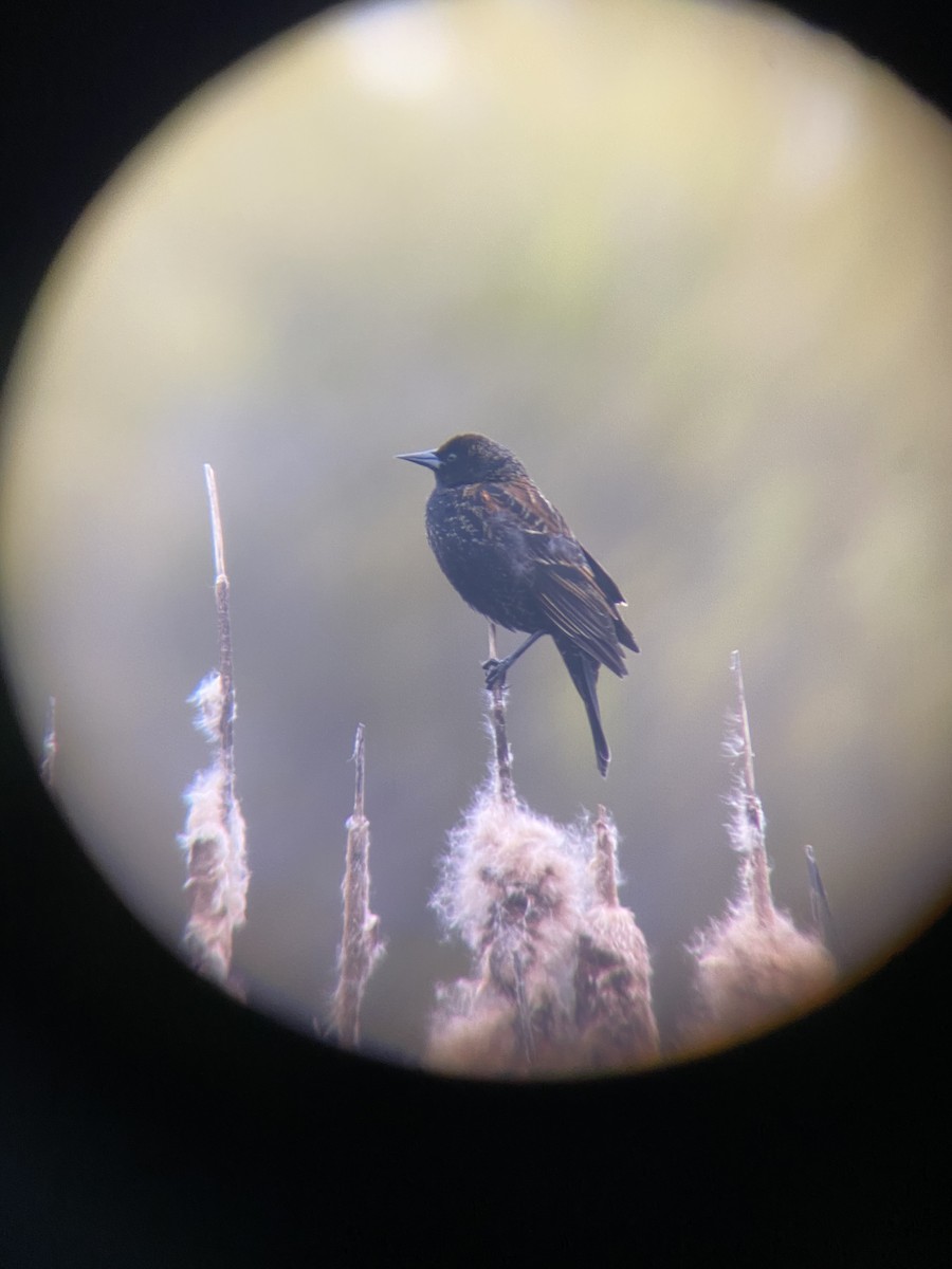 Red-winged Blackbird - ML654151341