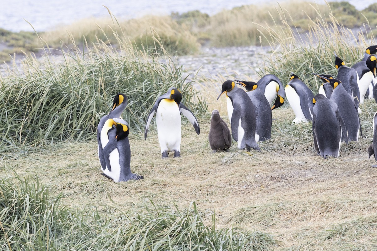 King Penguin - ML654151487