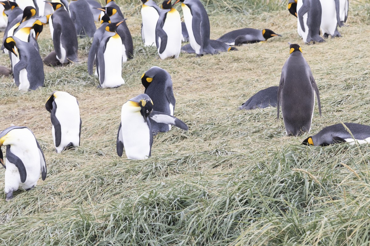 King Penguin - ML654151488