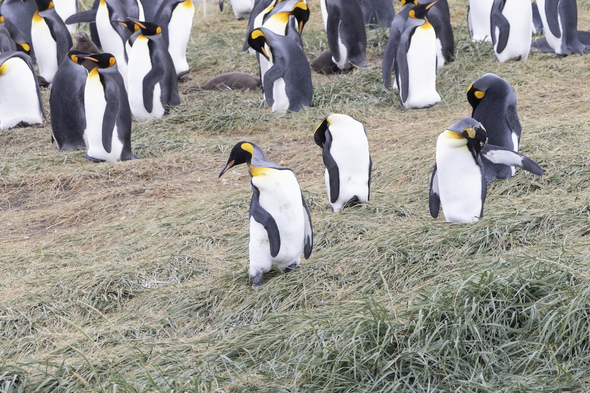 King Penguin - ML654151489
