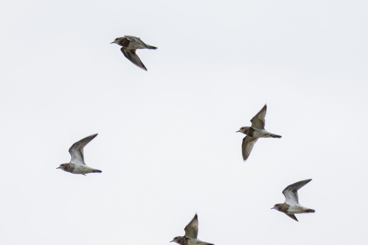 Rufous-chested Dotterel - ML654151796