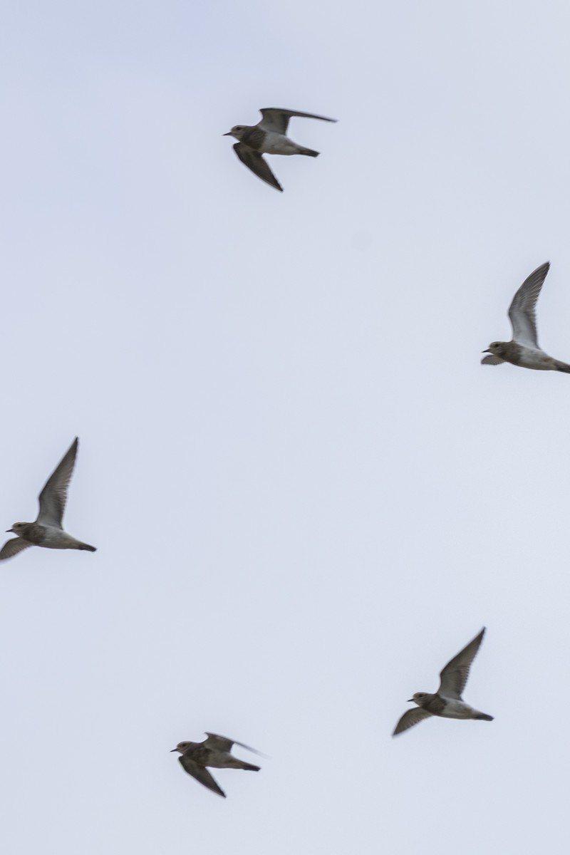 Rufous-chested Dotterel - ML654151797