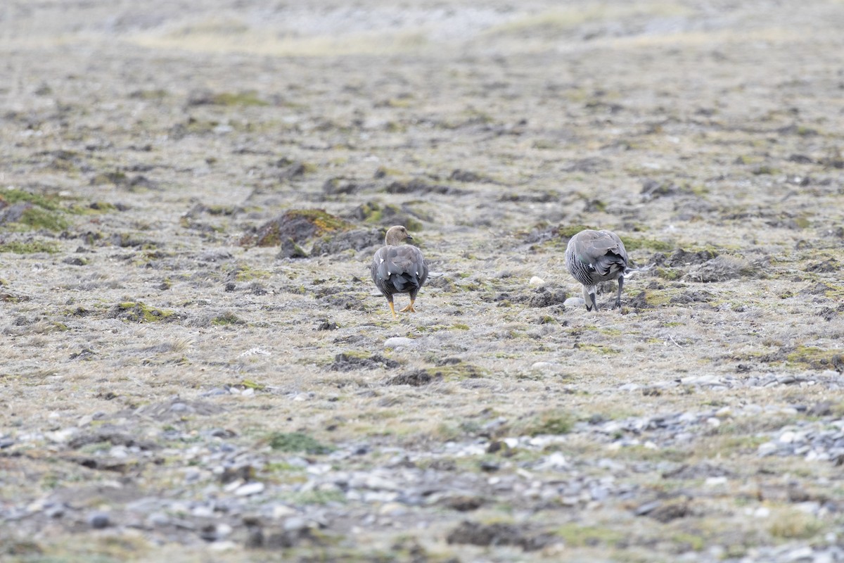 Upland Goose - ML654151816