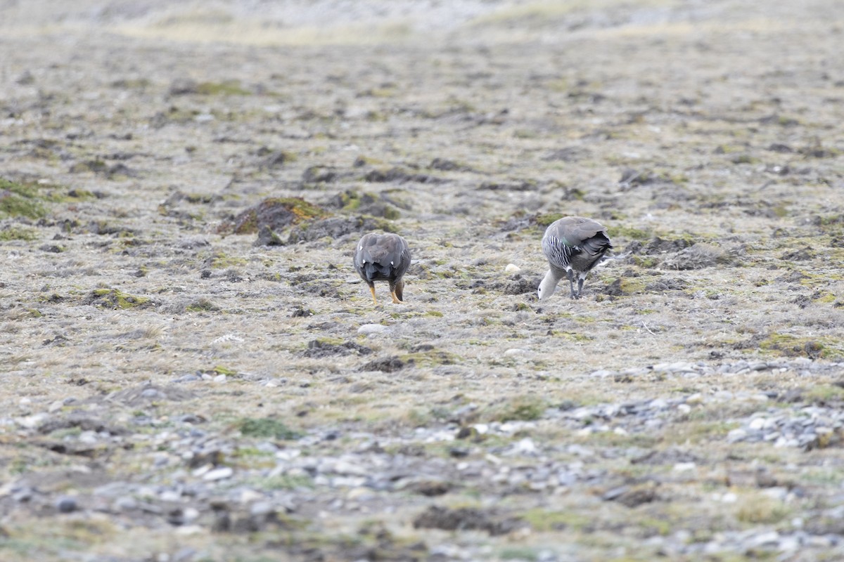 Upland Goose - ML654151817