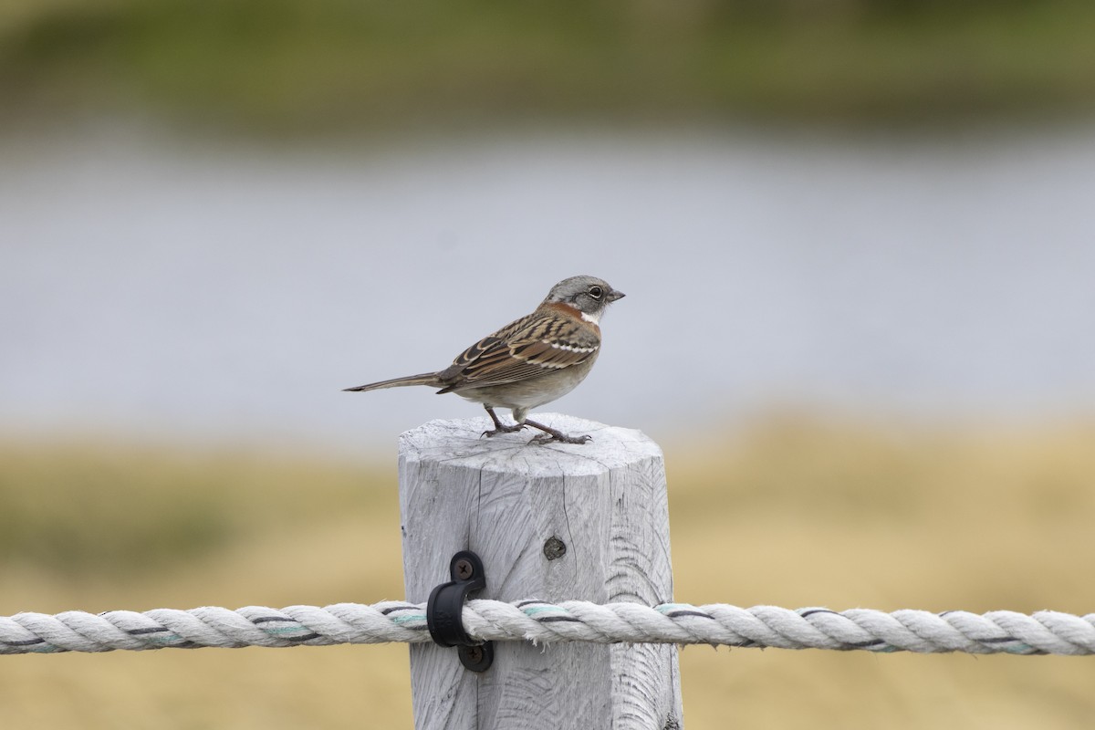 Rufous-collared Sparrow (Patagonian) - ML654151827