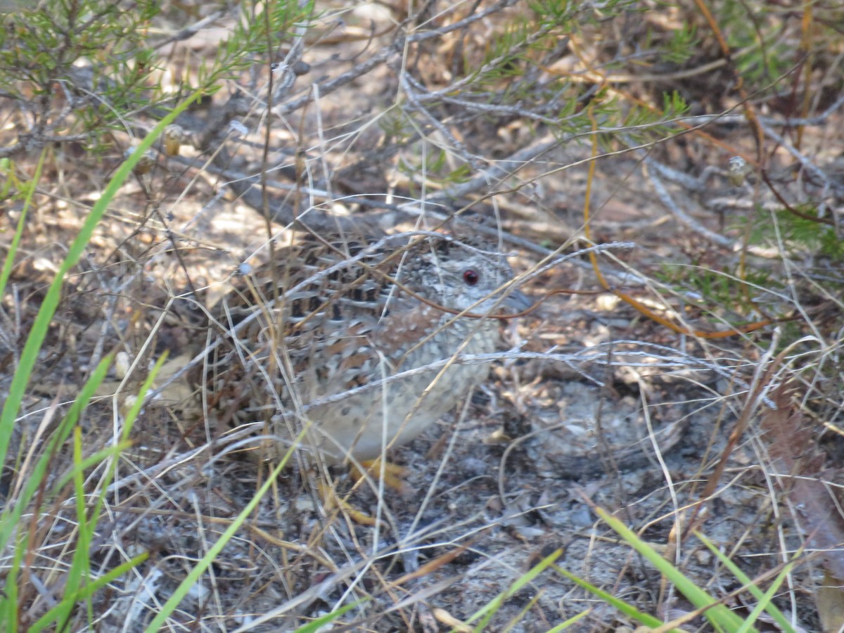 Painted Buttonquail - ML654155449
