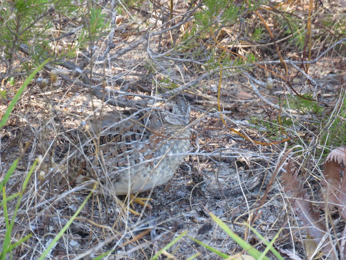 Painted Buttonquail - ML654155461