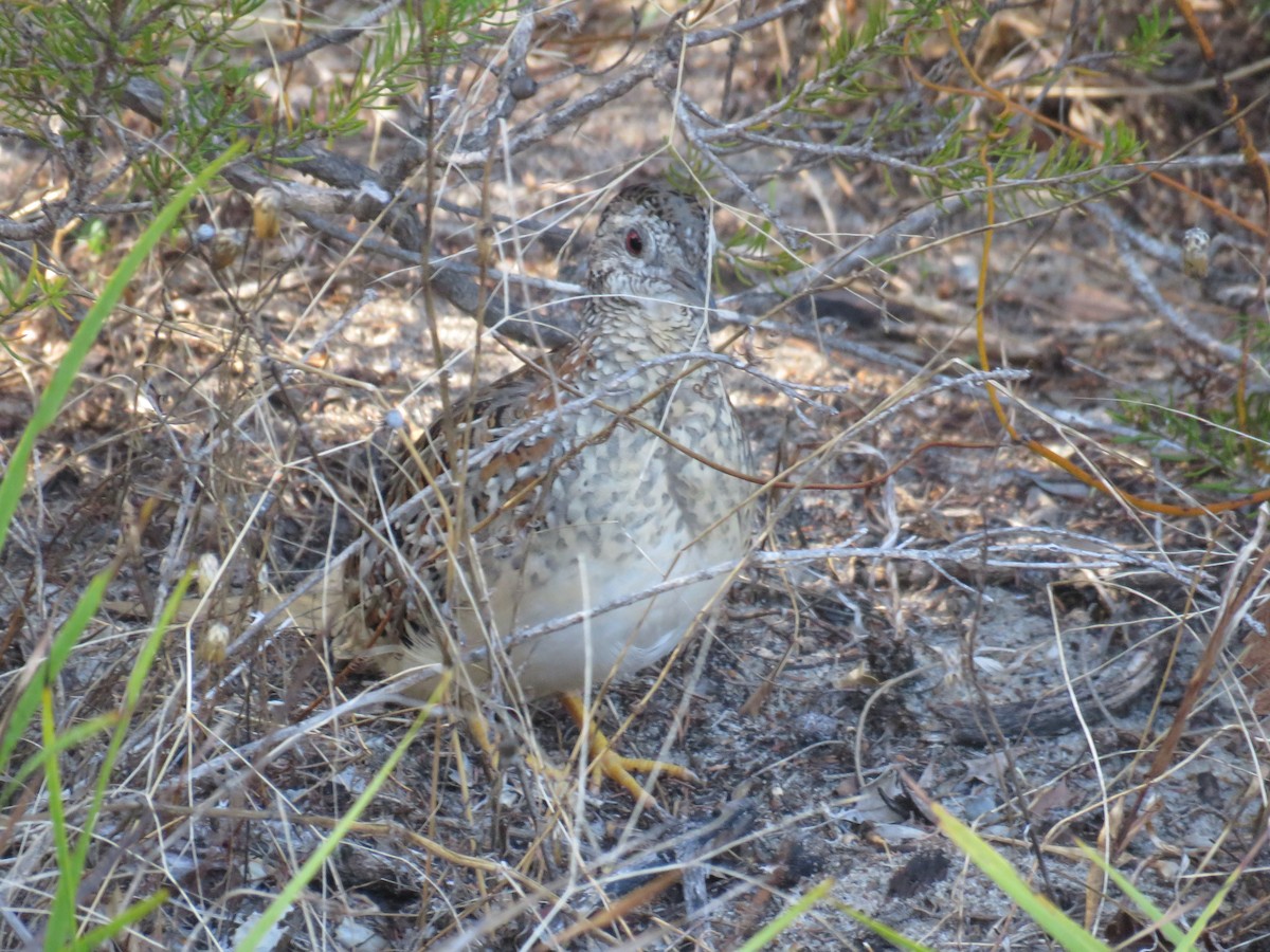 Painted Buttonquail - ML654155464