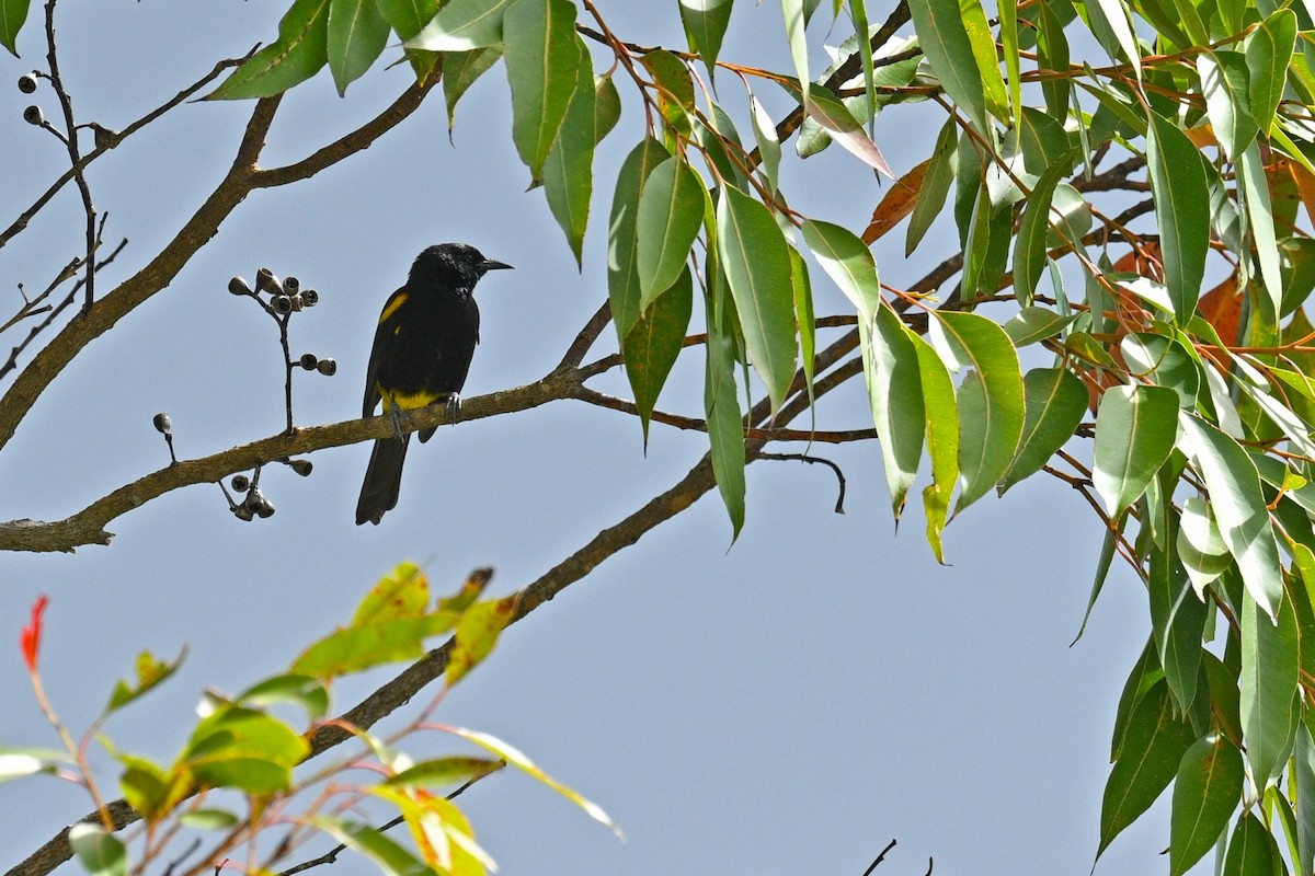Puerto Rican Oriole - ML654155601
