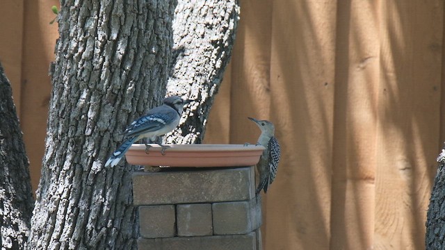 Red-bellied Woodpecker - ML654156781