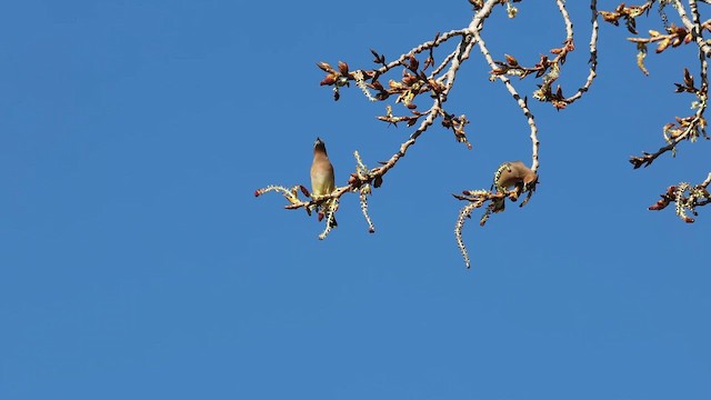 Cedar Waxwing - ML654156870