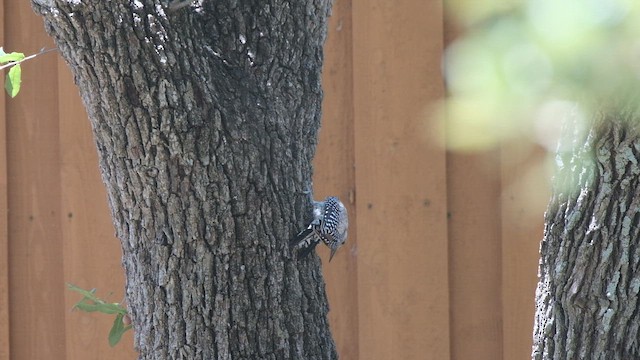 Red-bellied Woodpecker - ML654156910