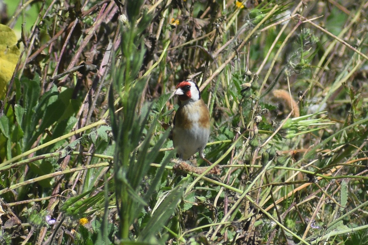 European Goldfinch - ML654157283