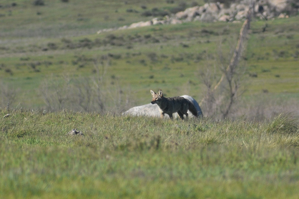 Coyote - ML654157436