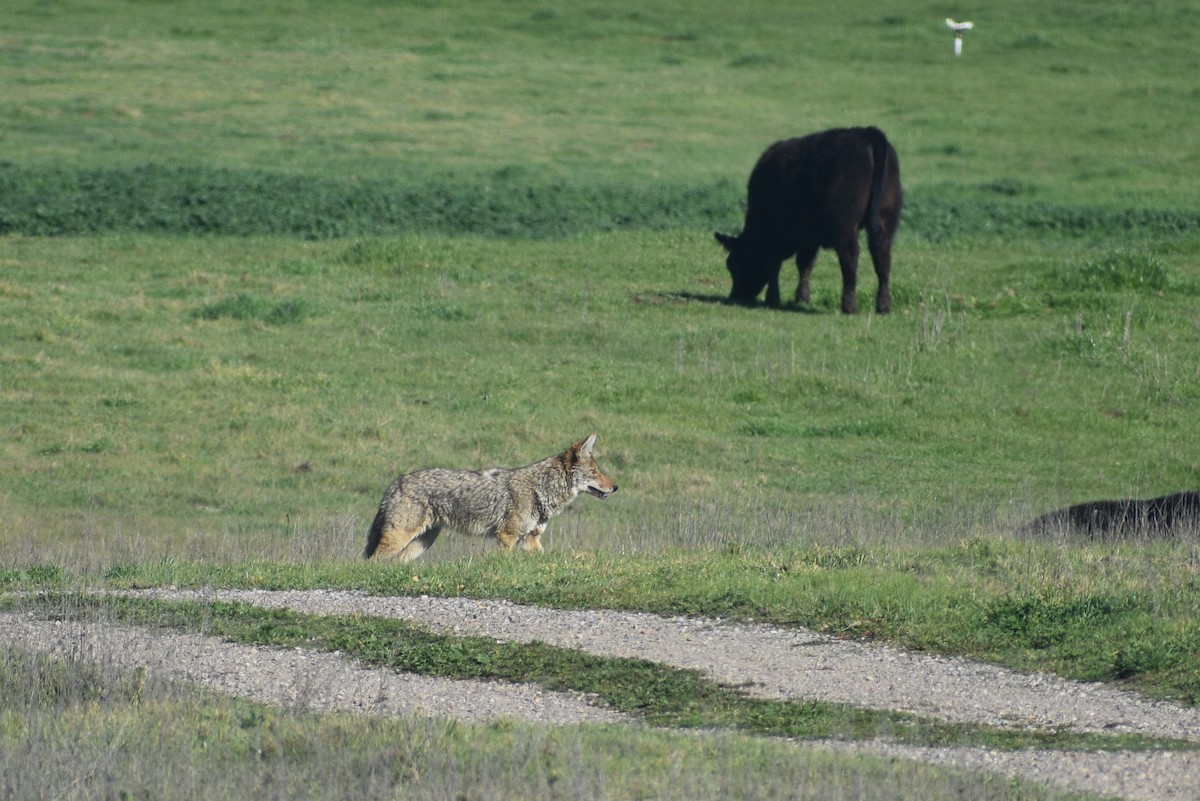 Coyote - ML654157466