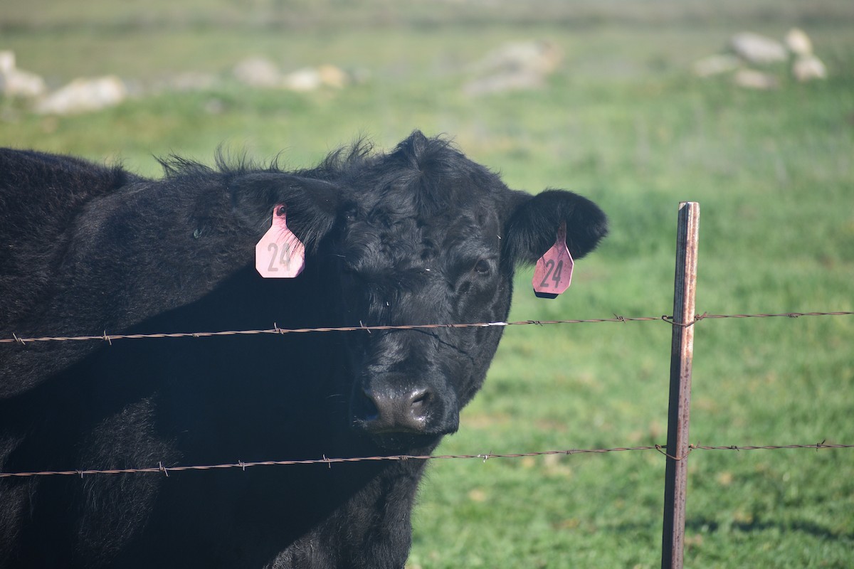 Vache Domestique - ML654157470