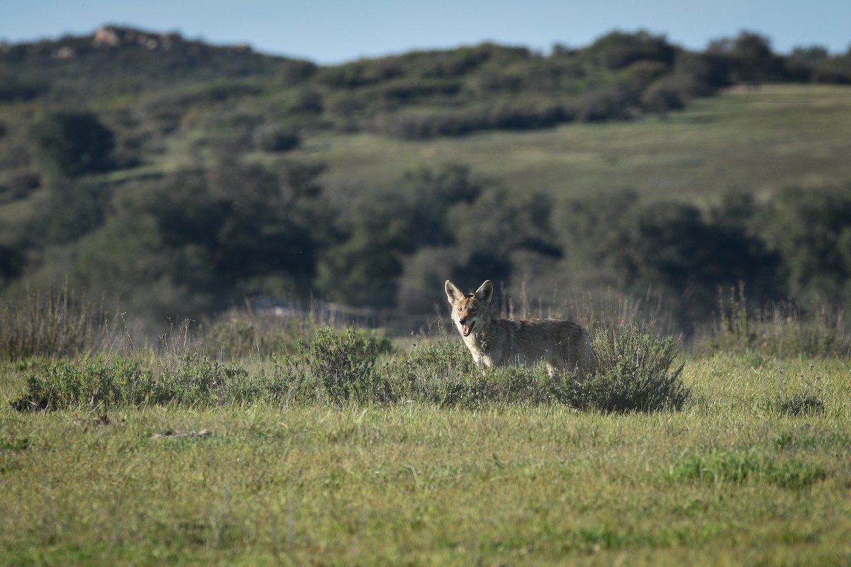 Coyote - ML654157531