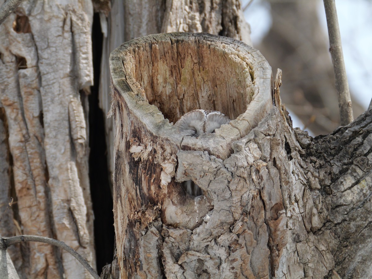 Habichtskauz - ML654158791