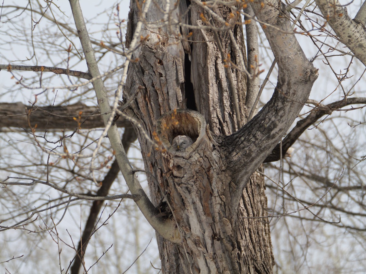 Habichtskauz - ML654158792