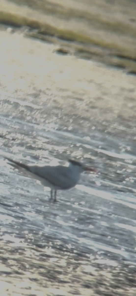 ML654160009 - Royal Tern - Macaulay Library