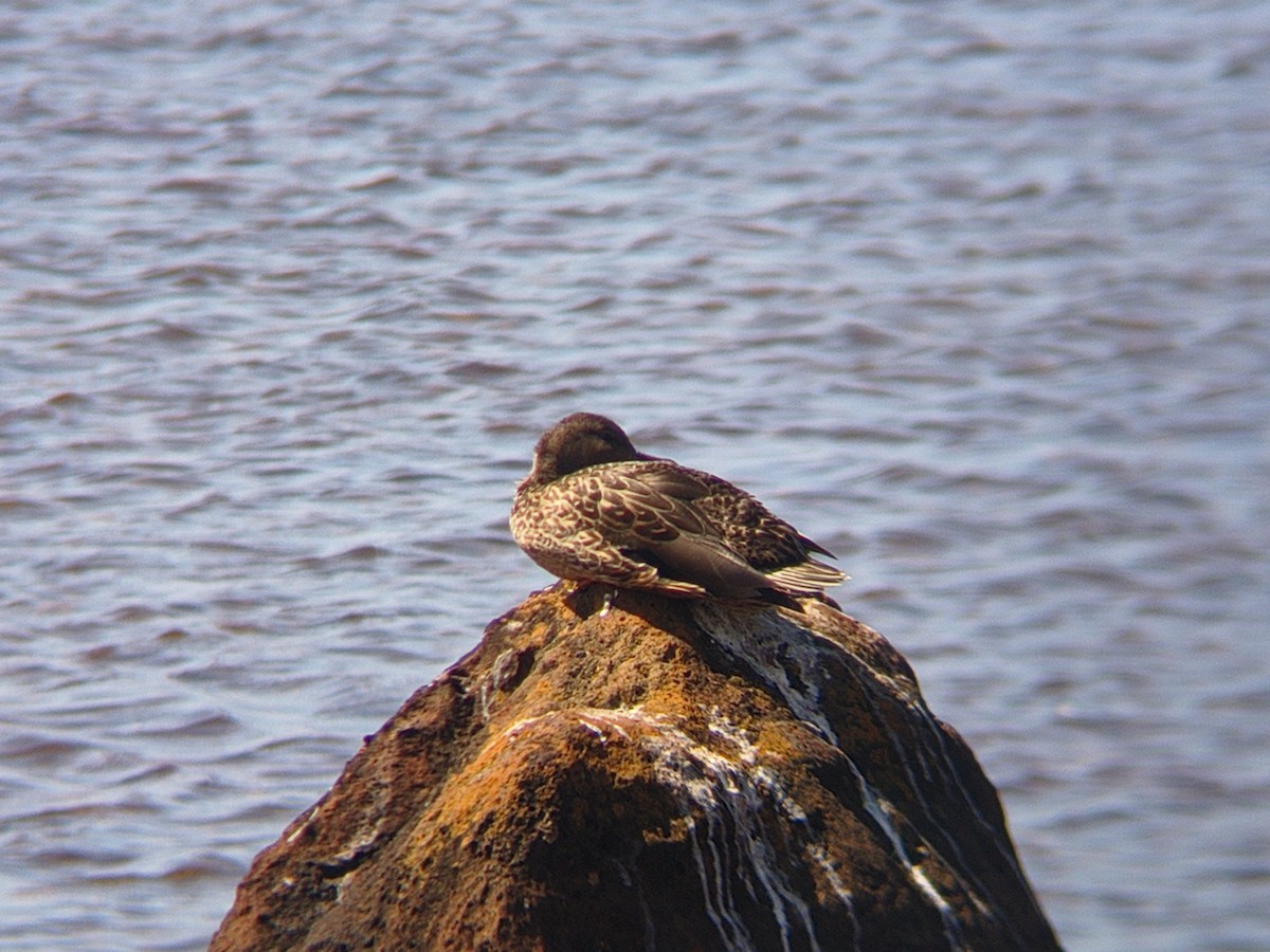Hawaiian Duck - ML654160079