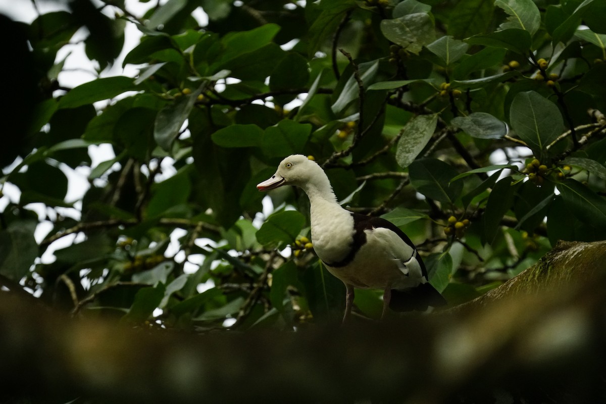 Radjah Shelduck - ML654161179