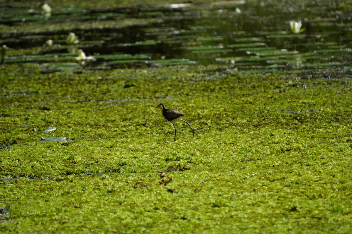 Comb-crested Jacana - ML654161200