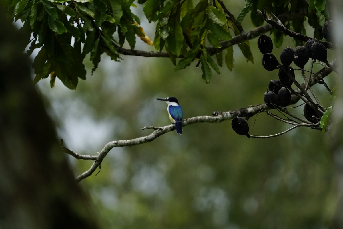Forest Kingfisher - ML654161829